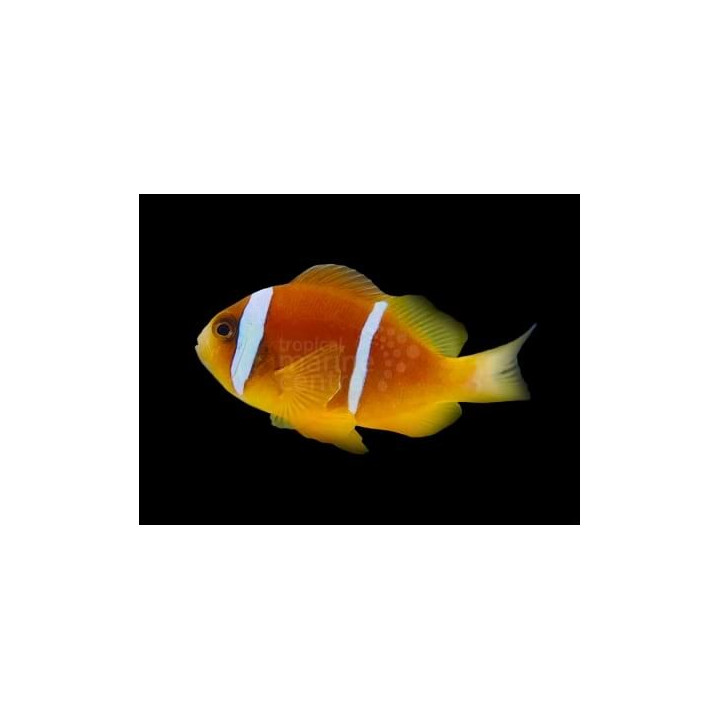 Amphiprion bicinctus - kaksiraitavuokkokala punainen meri