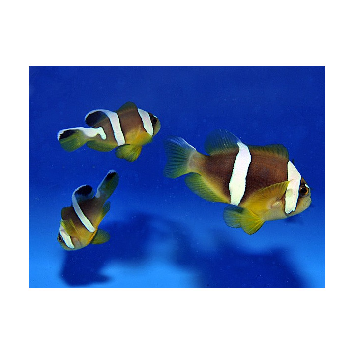 Amphiprion bicinctus - kaksiraitavuokkokala punainen meri - viljelty