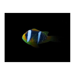 Amphiprion chrysopterus - Siniraitavuokkokala