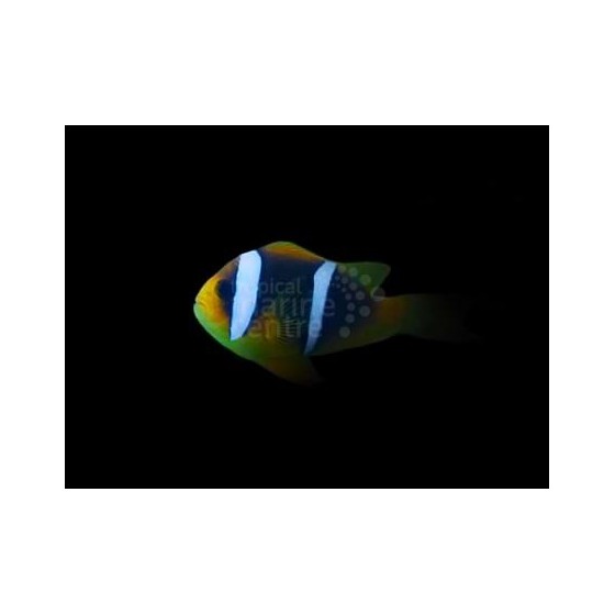 Amphiprion chrysopterus - Siniraitavuokkokala