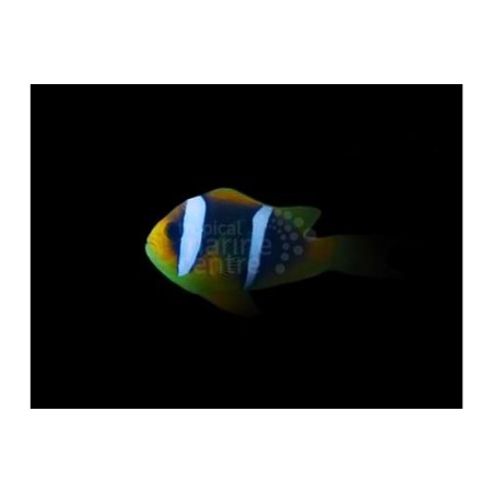 Amphiprion chrysopterus - Siniraitavuokkokala