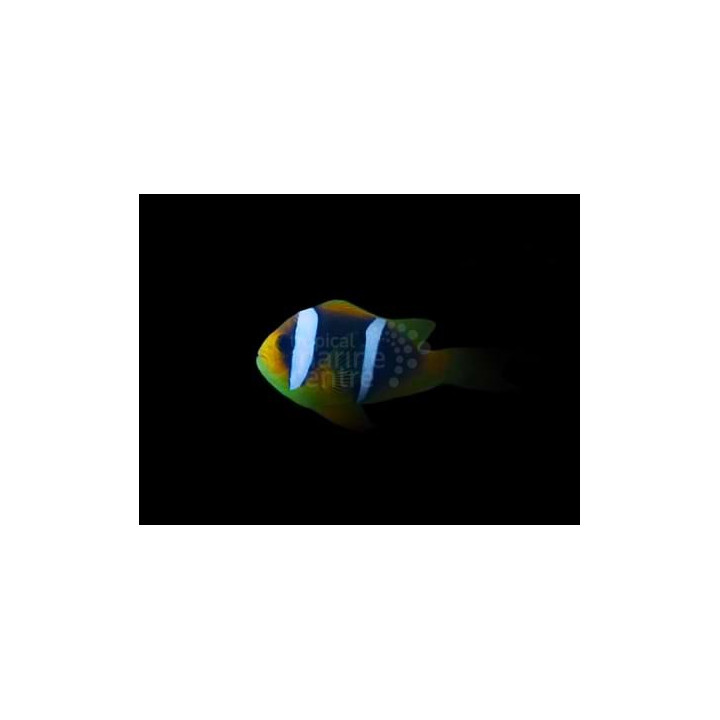 Amphiprion chrysopterus - Siniraitavuokkokala