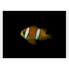 Amphiprion clarkii - Seepravuokkokala - Coral Sea