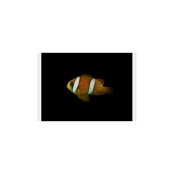 Amphiprion clarkii - Seepravuokkokala - Coral Sea