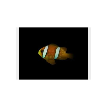 Amphiprion clarkii - Seepravuokkokala - Coral Sea