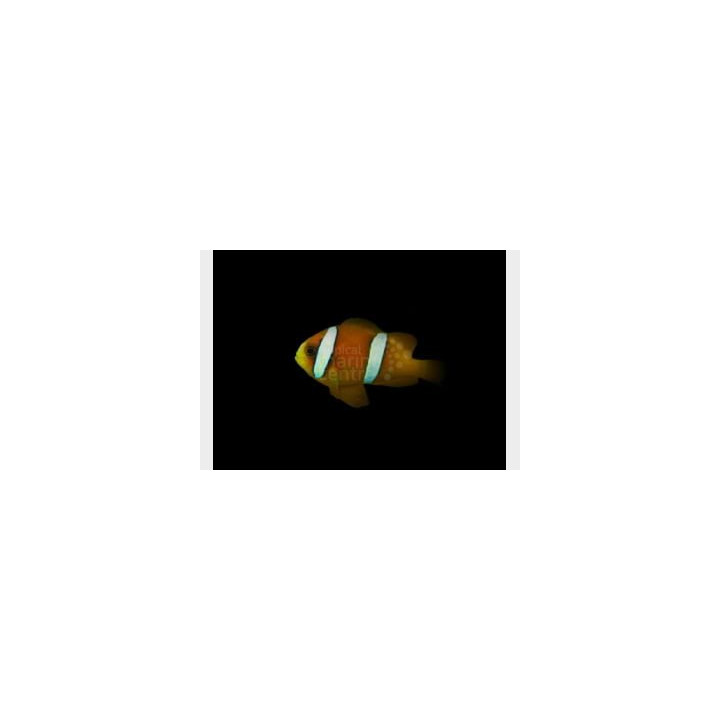 Amphiprion clarkii - Seepravuokkokala - Coral Sea