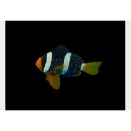 Amphiprion clarkii - Seepravuokkokala - Malediivit