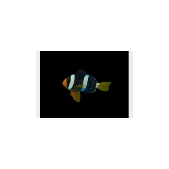 Amphiprion clarkii - Seepravuokkokala - Malediivit