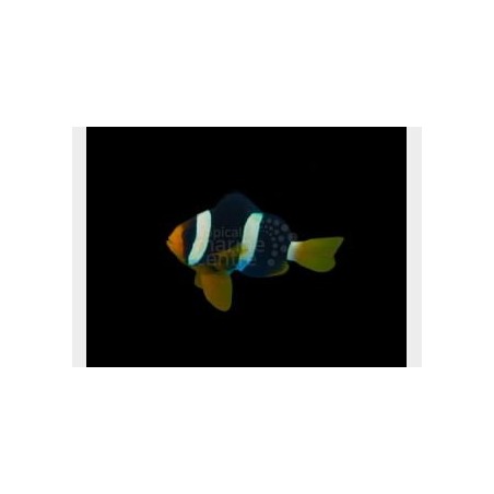 Amphiprion clarkii - Seepravuokkokala - Malediivit