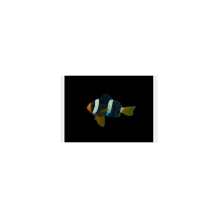 Amphiprion clarkii - Seepravuokkokala - Malediivit