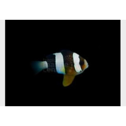 Amphiprion clarkii - Seepravuokkokala - Tyyni Valtameri