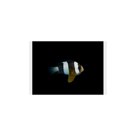 Amphiprion clarkii - Seepravuokkokala - Tyyni Valtameri