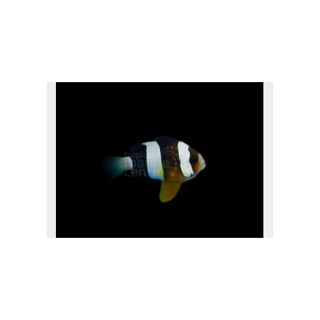 Amphiprion clarkii - Seepravuokkokala - Tyyni Valtameri