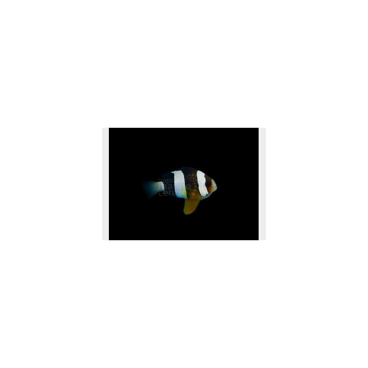 Amphiprion clarkii - Seepravuokkokala - Tyyni Valtameri