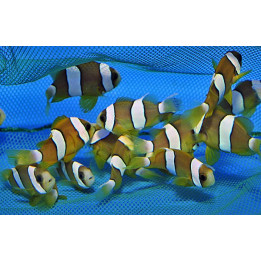 Amphiprion clarkii - Seepravuokkokala - viljelty
