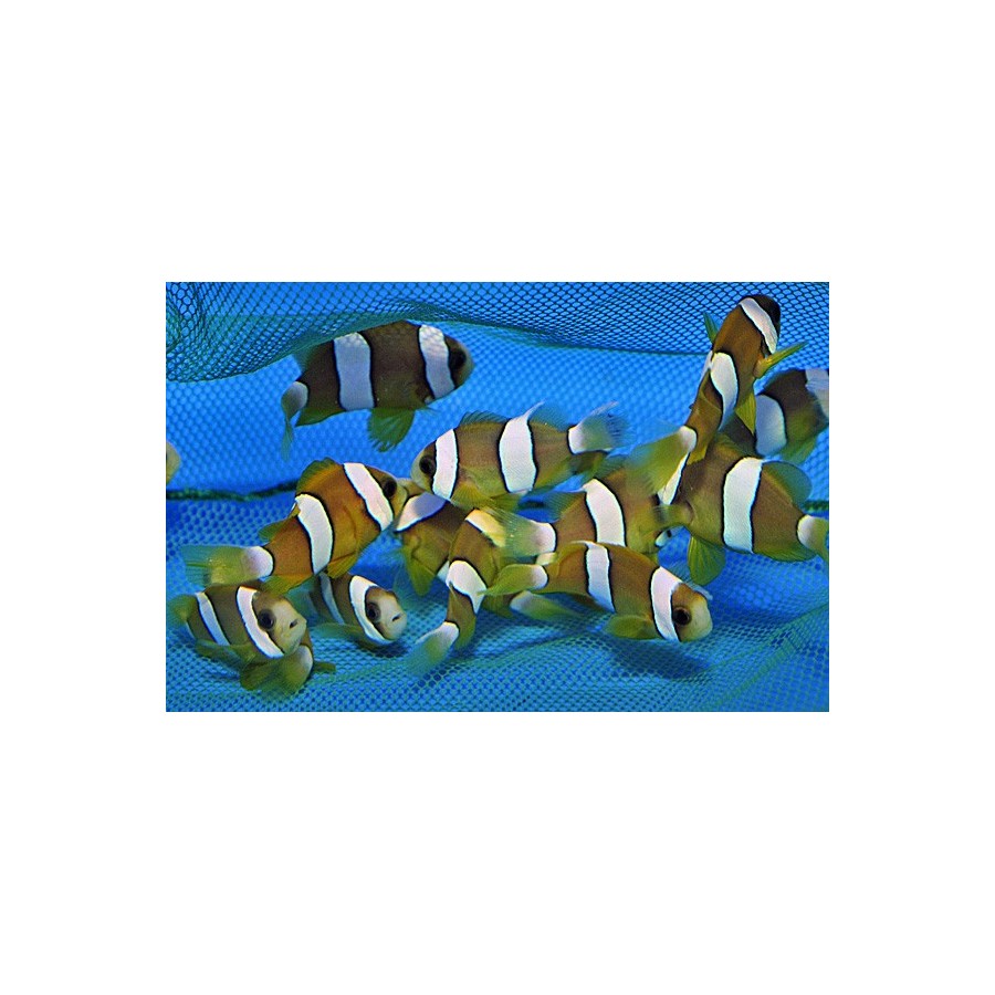 Amphiprion clarkii - Seepravuokkokala - viljelty