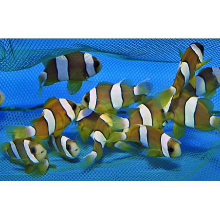 Amphiprion clarkii - Seepravuokkokala - viljelty