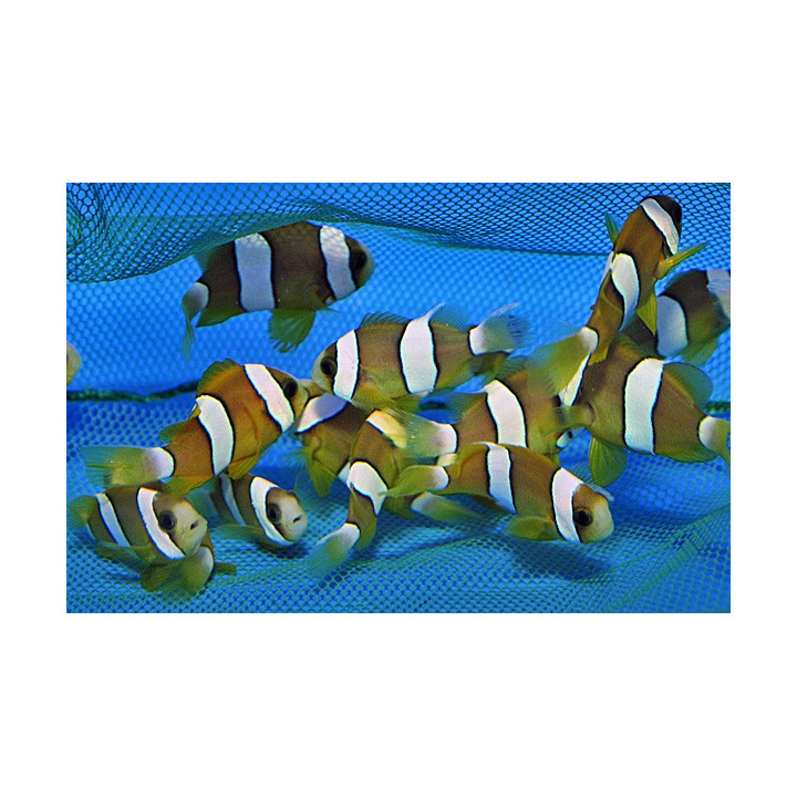 Amphiprion clarkii - Seepravuokkokala - viljelty