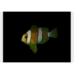 Amphiprion clarkii - Seepravuokkokala Eyelash - viljelty