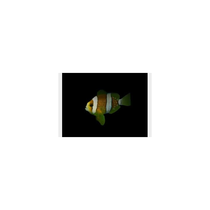 Amphiprion clarkii - Seepravuokkokala Eyelash - viljelty