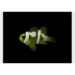 Amphiprion clarkii - Seepravuokkokala Picasso - viljelty