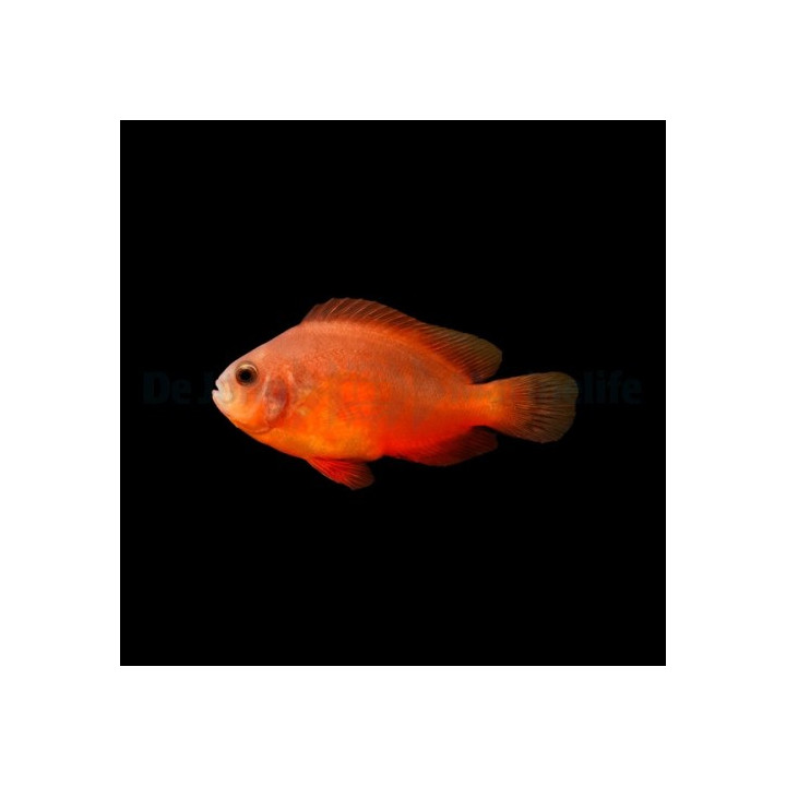 Amphiprion ephippium - Punainen satulavuokkokala