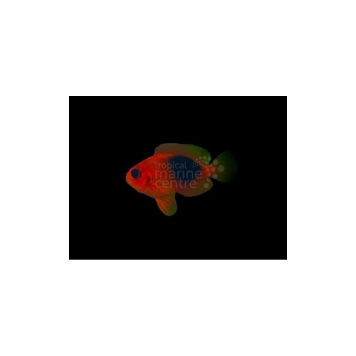 Amphiprion ephippium - Punainen satulavuokkokala