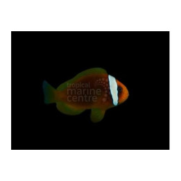 Amphiprion frenatus - Punavuokkokala