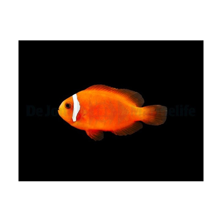 Amphiprion frenatus - Punavuokkokala - viljelty