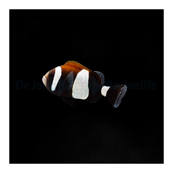 Amphiprion latezonatus - Mustavuokkokala