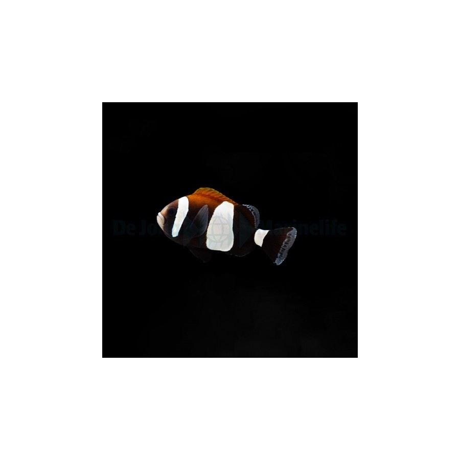 Amphiprion latezonatus - Mustavuokkokala