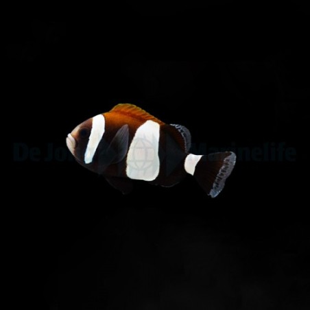 Amphiprion latezonatus - Mustavuokkokala