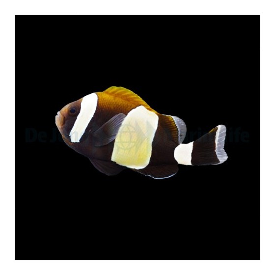 Amphiprion latezonatus - Mustavuokkokala