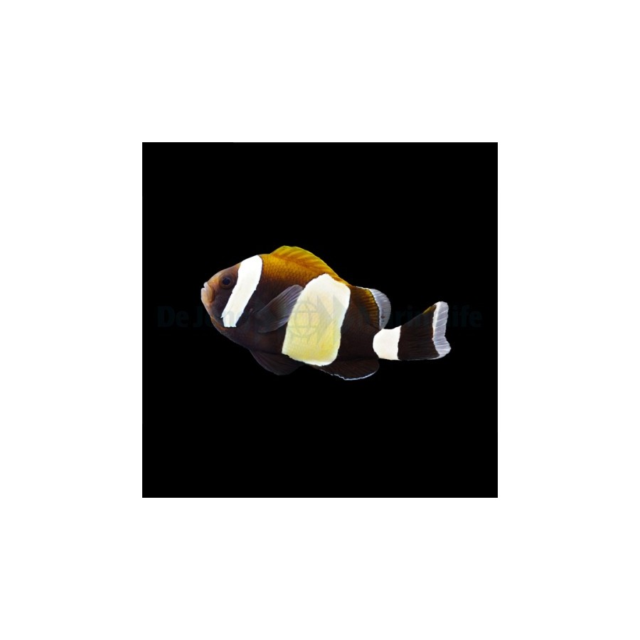 Amphiprion latezonatus - Mustavuokkokala