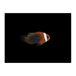 Amphiprion melanopus - Black Fin Fire Clownfish - viljelty
