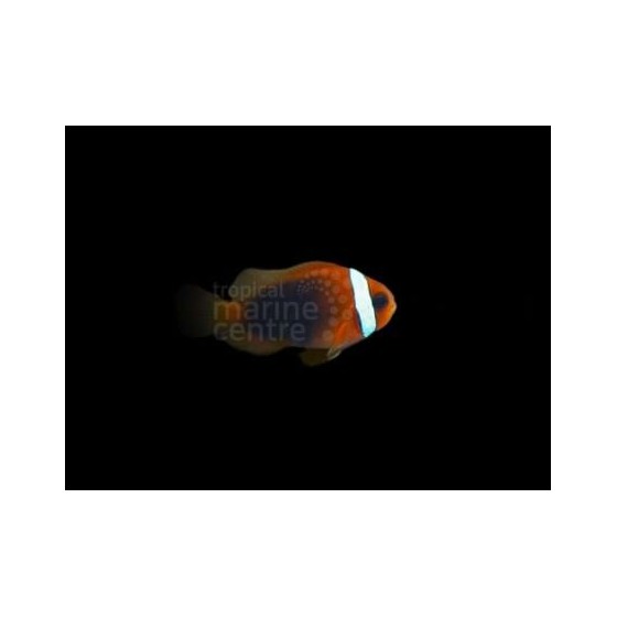 Amphiprion melanopus - Black Fin Fire Clownfish - viljelty