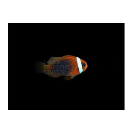 Amphiprion melanopus - Black Fin Fire Clownfish - viljelty