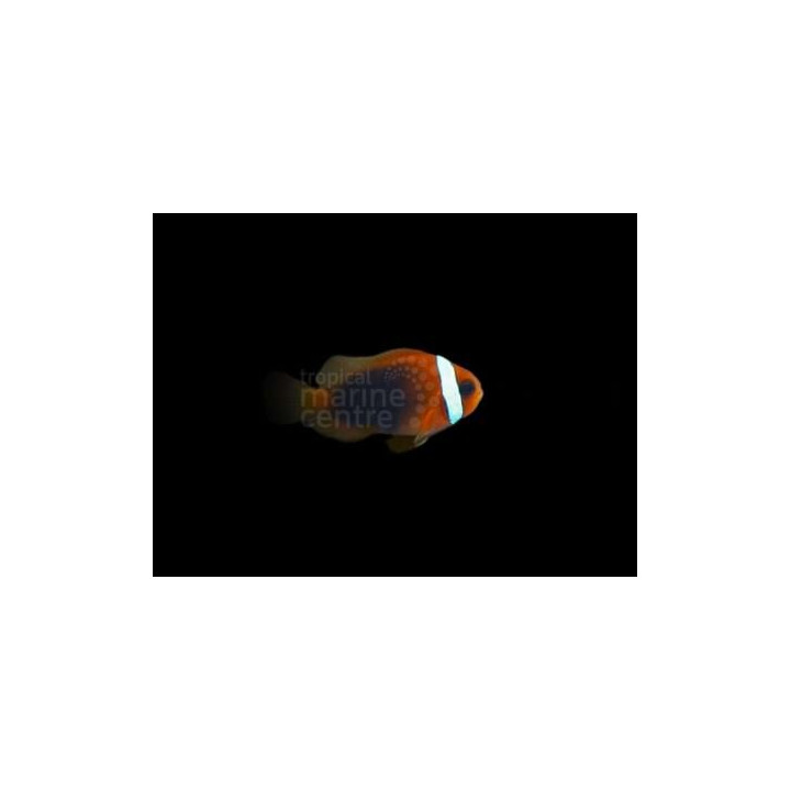 Amphiprion melanopus - Black Fin Fire Clownfish - viljelty