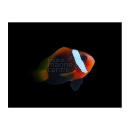 Amphiprion melanopus - Indo Fire Clownfish