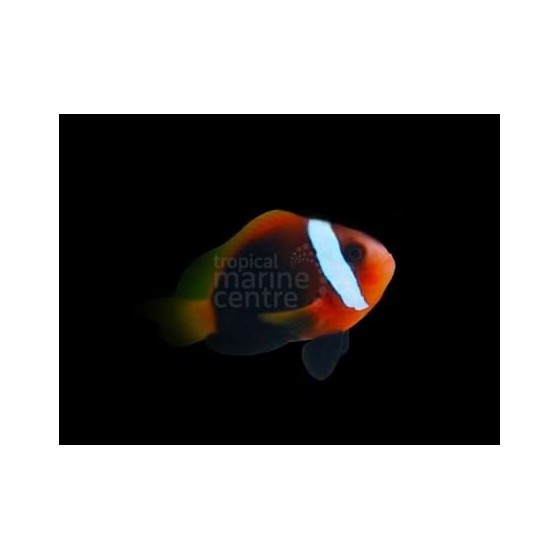 Amphiprion melanopus - Indo Fire Clownfish