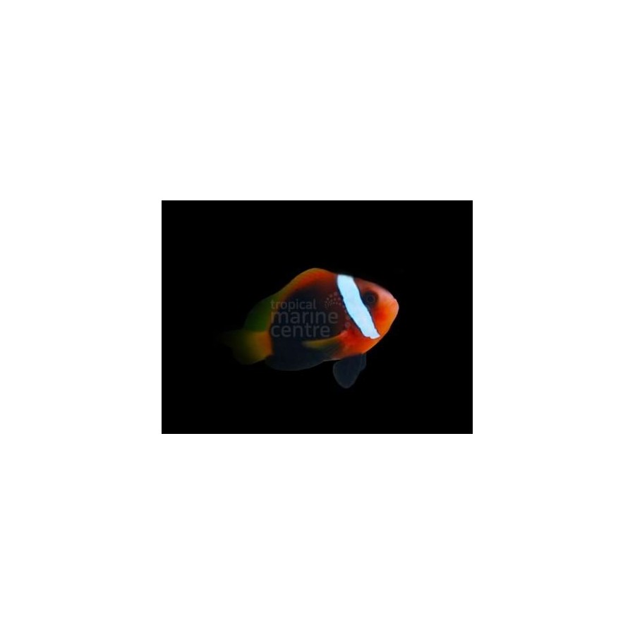 Amphiprion melanopus - Indo Fire Clownfish