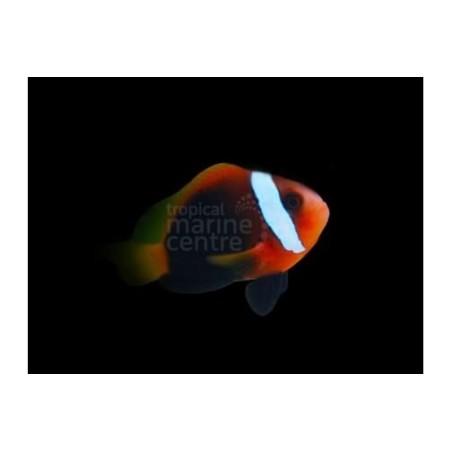 Amphiprion melanopus - Indo Fire Clownfish