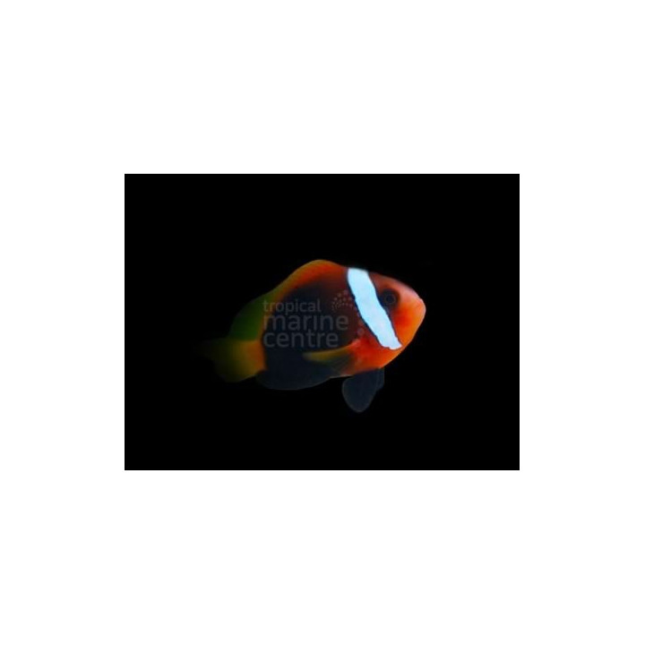 Amphiprion melanopus - Indo Fire Clownfish