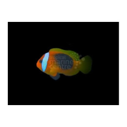 Amphiprion melanopus - Melanesia Fire Clownfish
