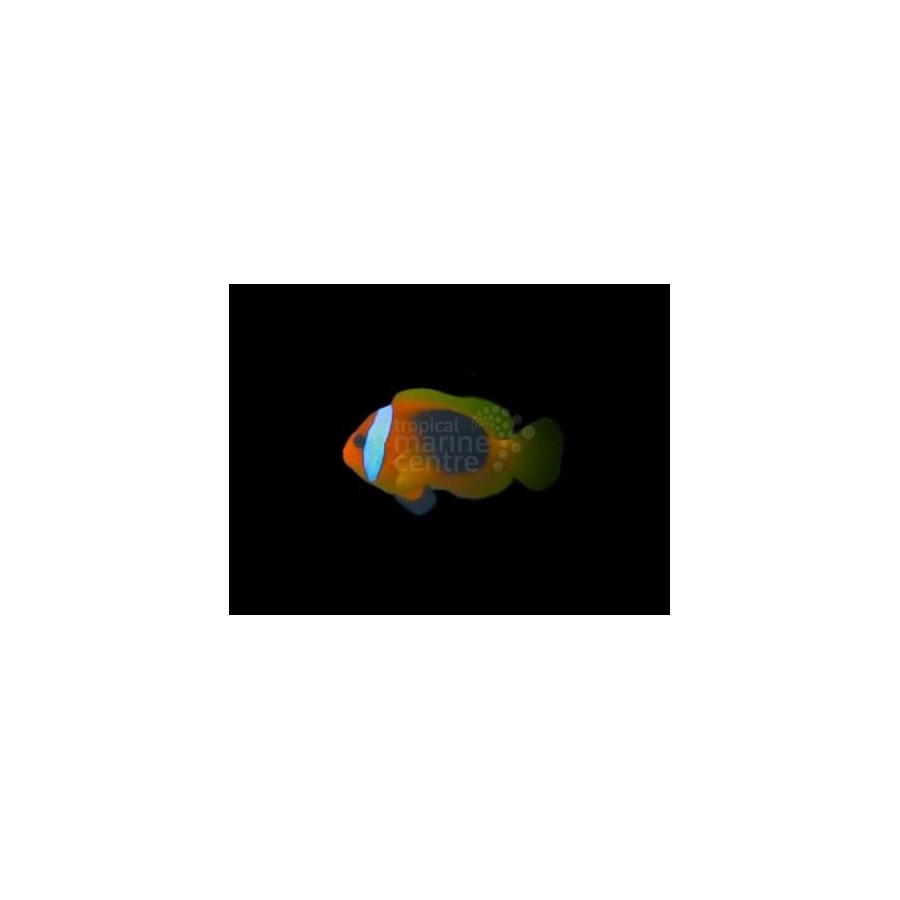 Amphiprion melanopus - Melanesia Fire Clownfish