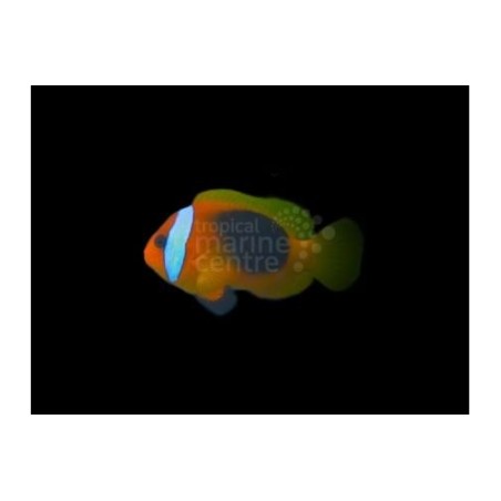 Amphiprion melanopus - Melanesia Fire Clownfish