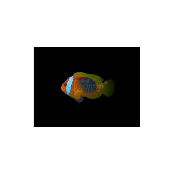 Amphiprion melanopus - Melanesia Fire Clownfish