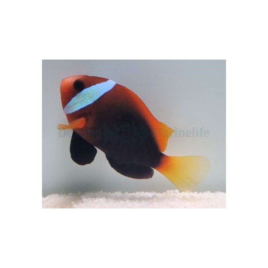 Amphiprion melanopus - viljelty