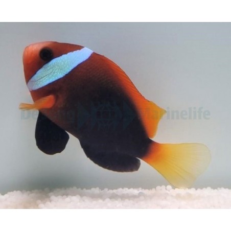 Amphiprion melanopus - viljelty