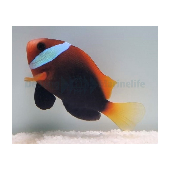 Amphiprion melanopus - viljelty -